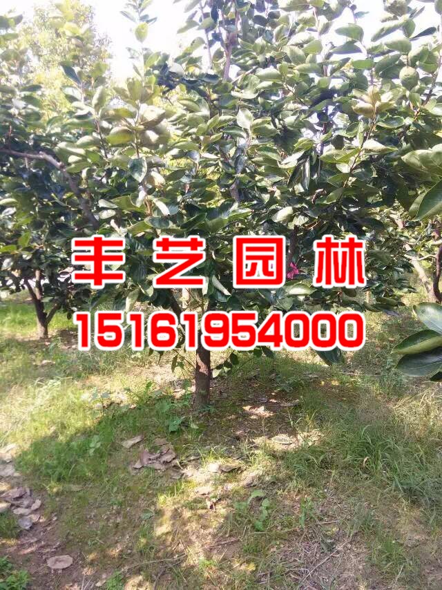 大豐柿子樹